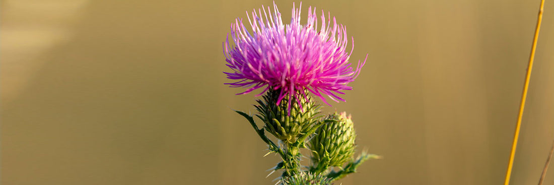 QUALI SONO GLI EFFETTI TERAPEUTICI DEL CARDO MARIANO ?